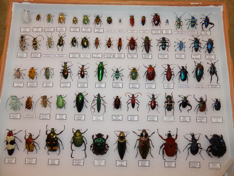 waarom-zijn-insecten-zo-klein-natuurwijzer